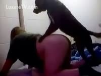 Beastiality Porn - Dog Knows it is Time to Fuck his Owner